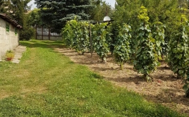 Teren intravilan 4350 mp de vanzare VIILE SATU MARE