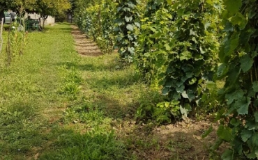 Teren intravilan 4350 mp de vanzare VIILE SATU MARE