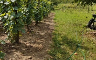 Teren intravilan 4350 mp de vanzare VIILE SATU MARE